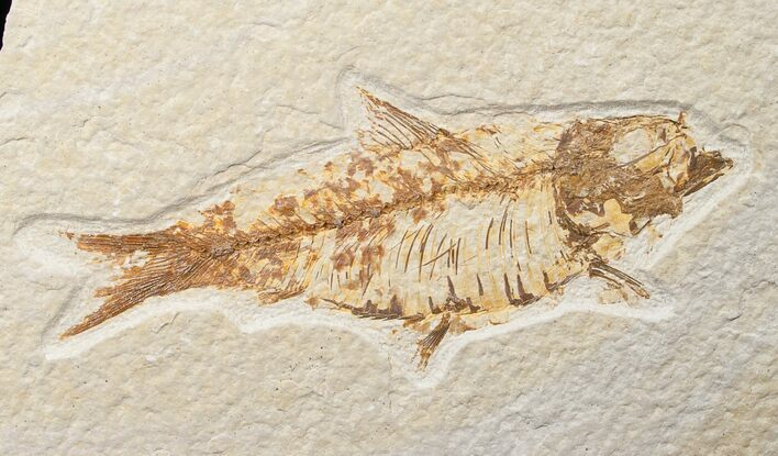 Bargain Knightia Fossil Fish - Wyoming #16471